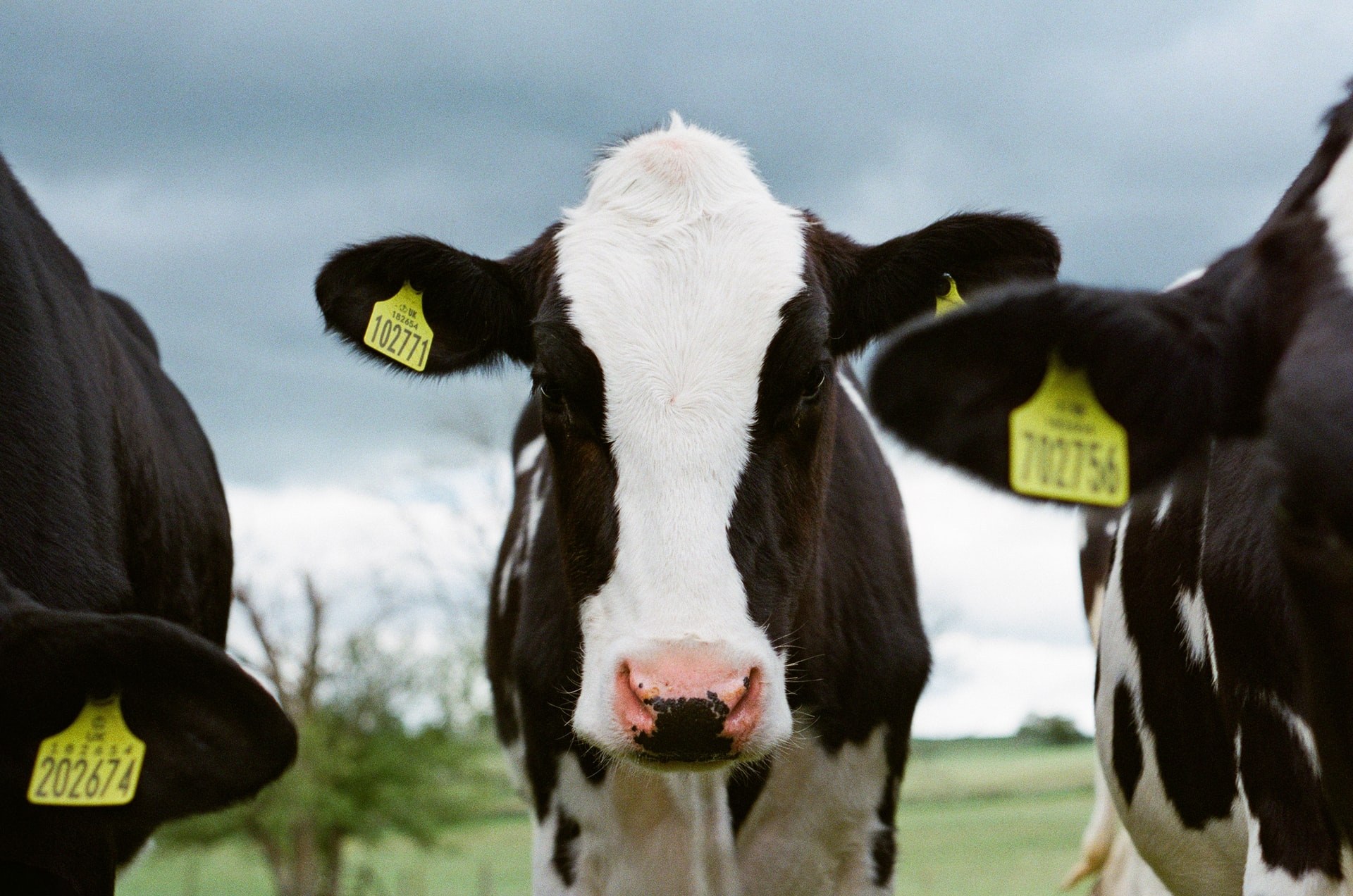 We are eating our planet: Why COP26 pledge on farming and food falls short