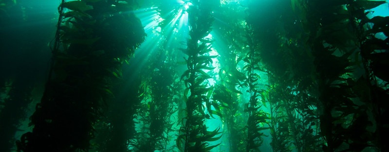 The Forests of the Seas