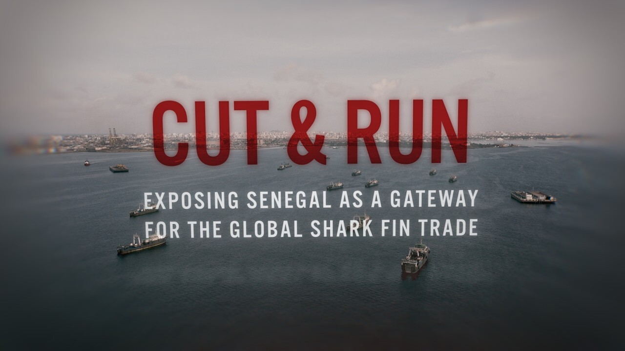 Cut & Run: Exposing Senegal as a gateway for the global shark fin trade