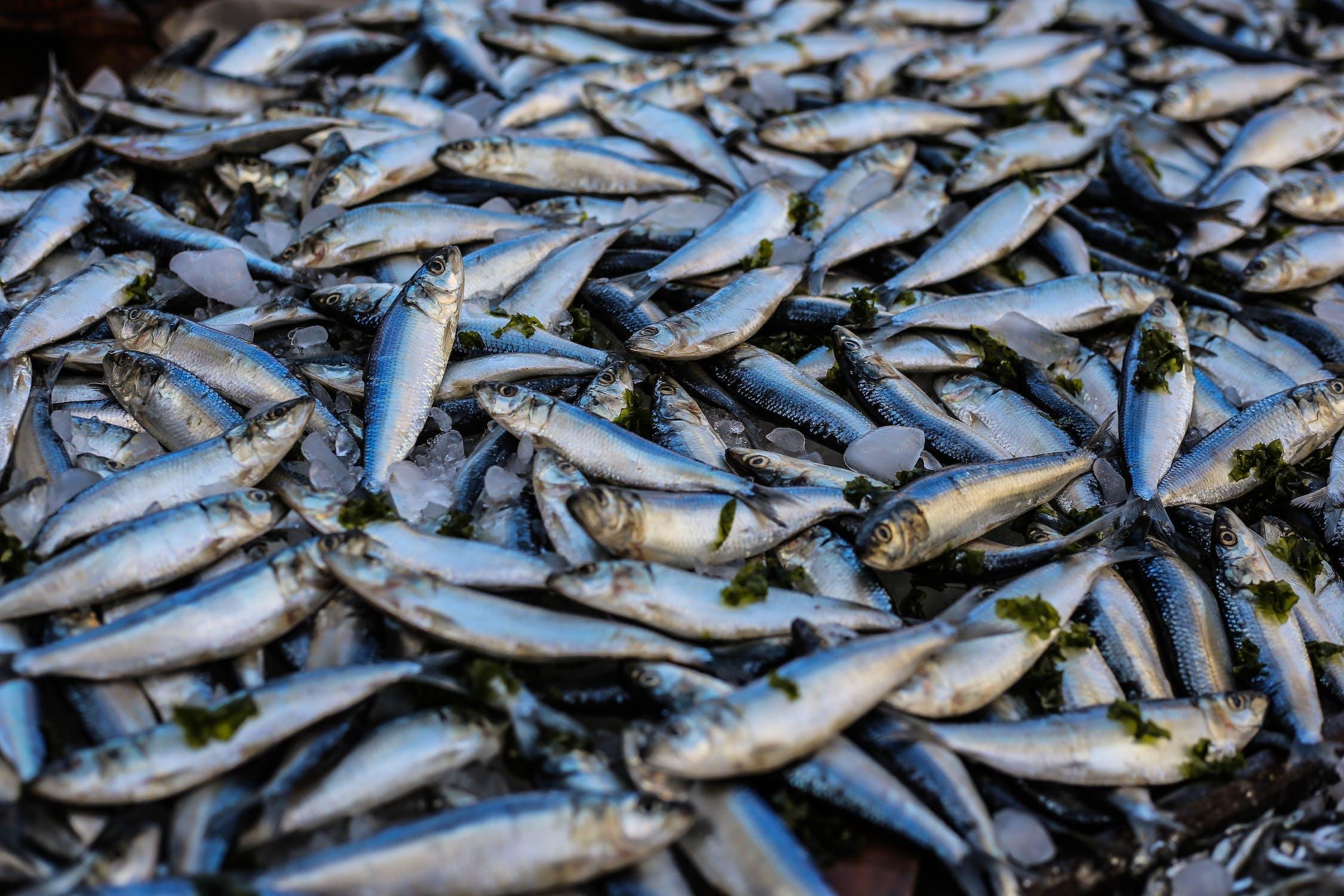 EU-Fischerei: Entscheidende Verhandlungen drohen zu platzen
