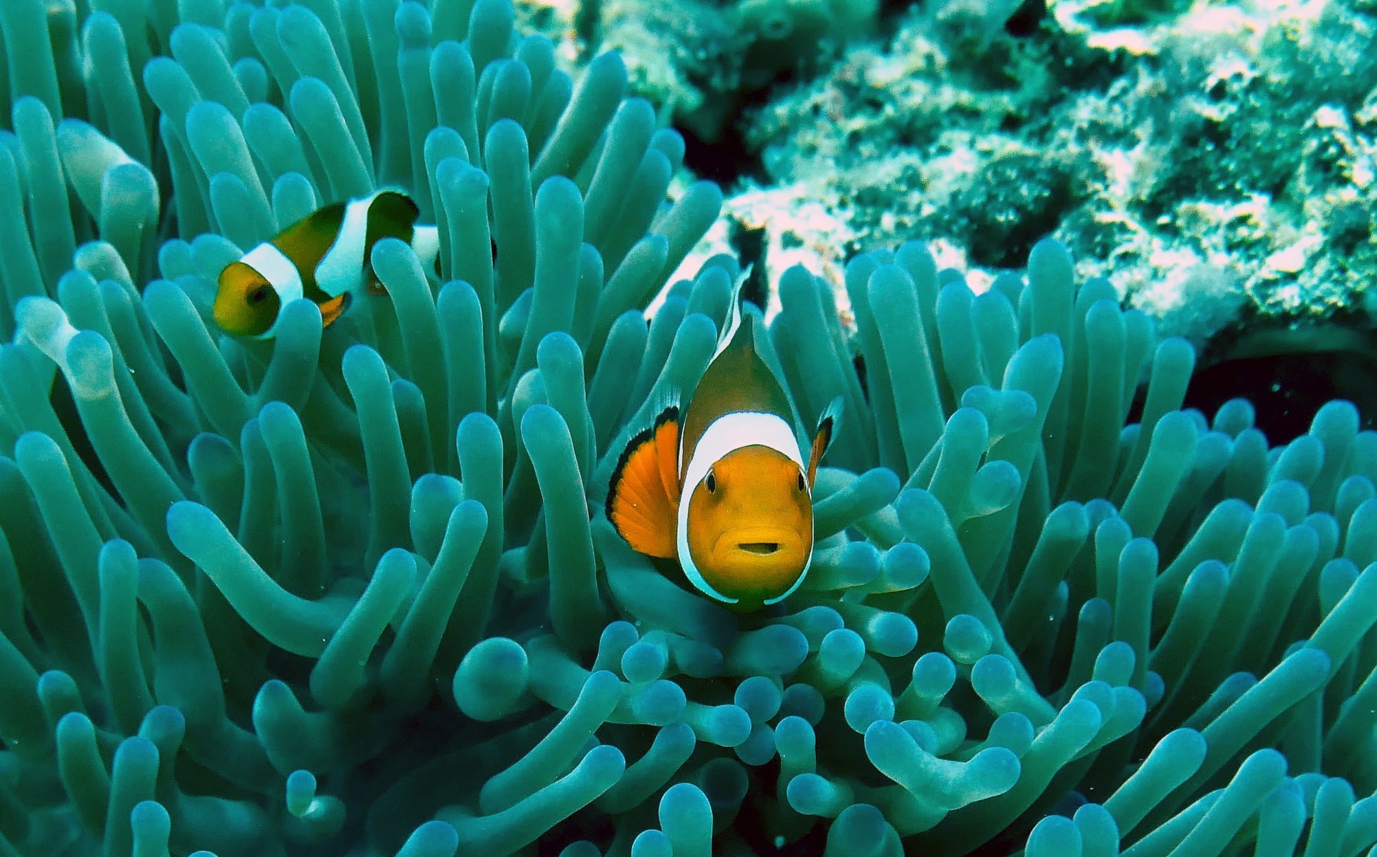 Impact of coral reef fish personalities on species persistence under  environmental change – Envision – Developing next generation leaders in  environmental science