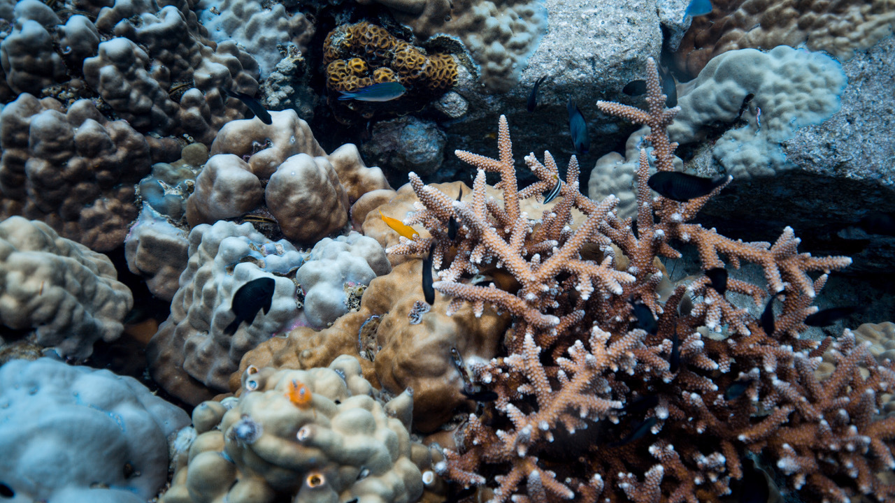 Environmental Justice Foundation  Corals and communities: EJF report…