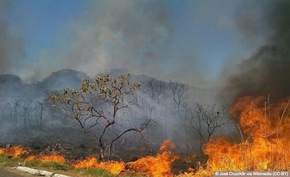 Blood and Fire: The burning Amazon is a call for us all to act