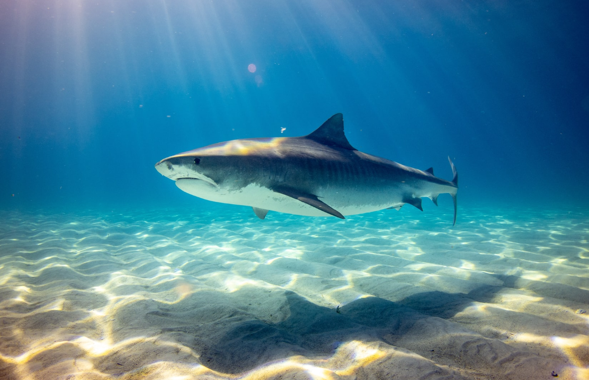 Sharks are not just awe-inspiring predators – they keep our ocean healthy