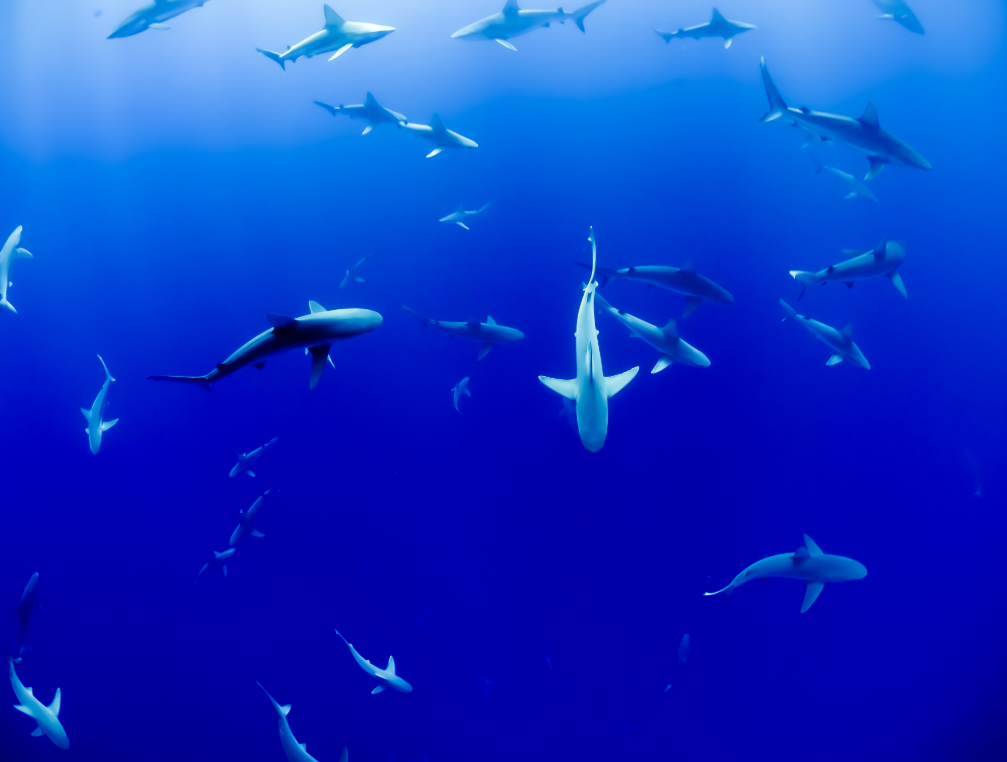 New initiative gives EU citizens the chance to save sharks