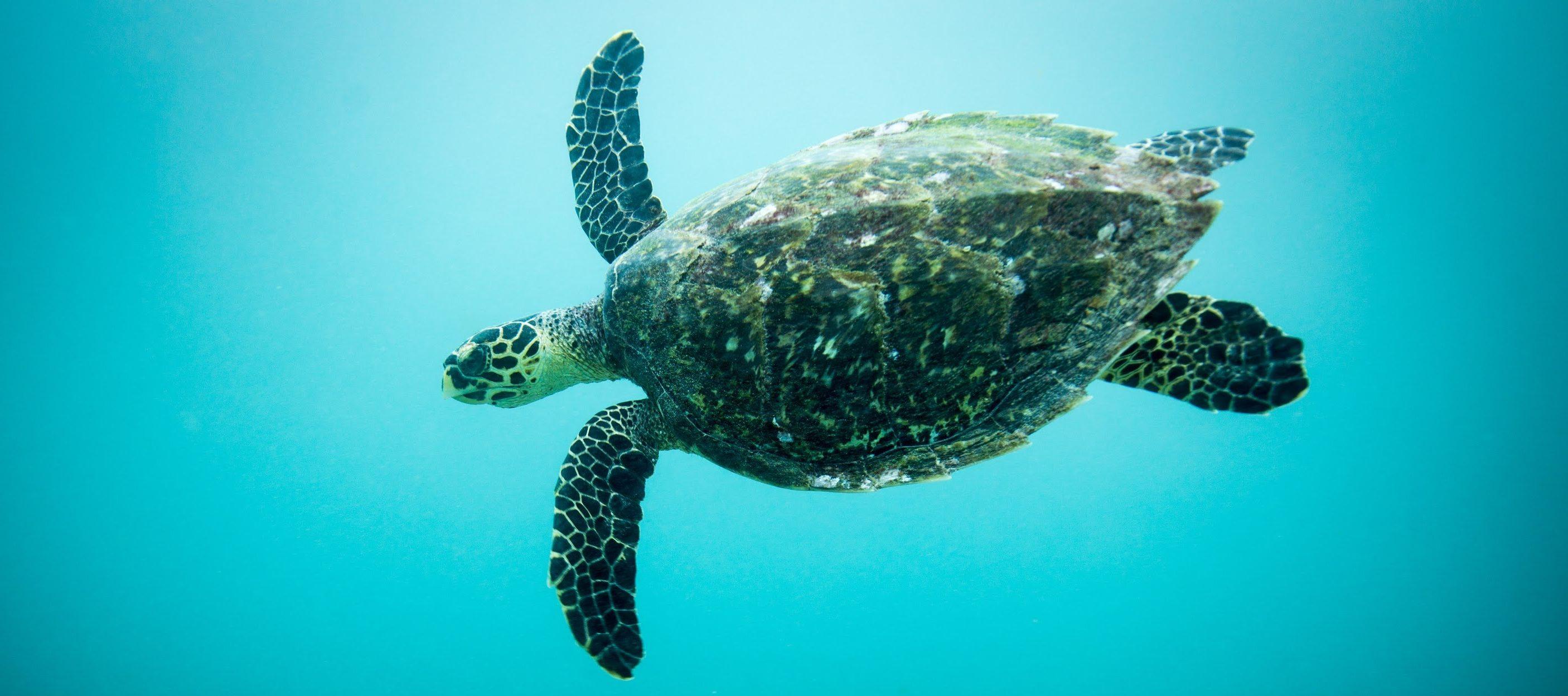 One week to save sea turtles