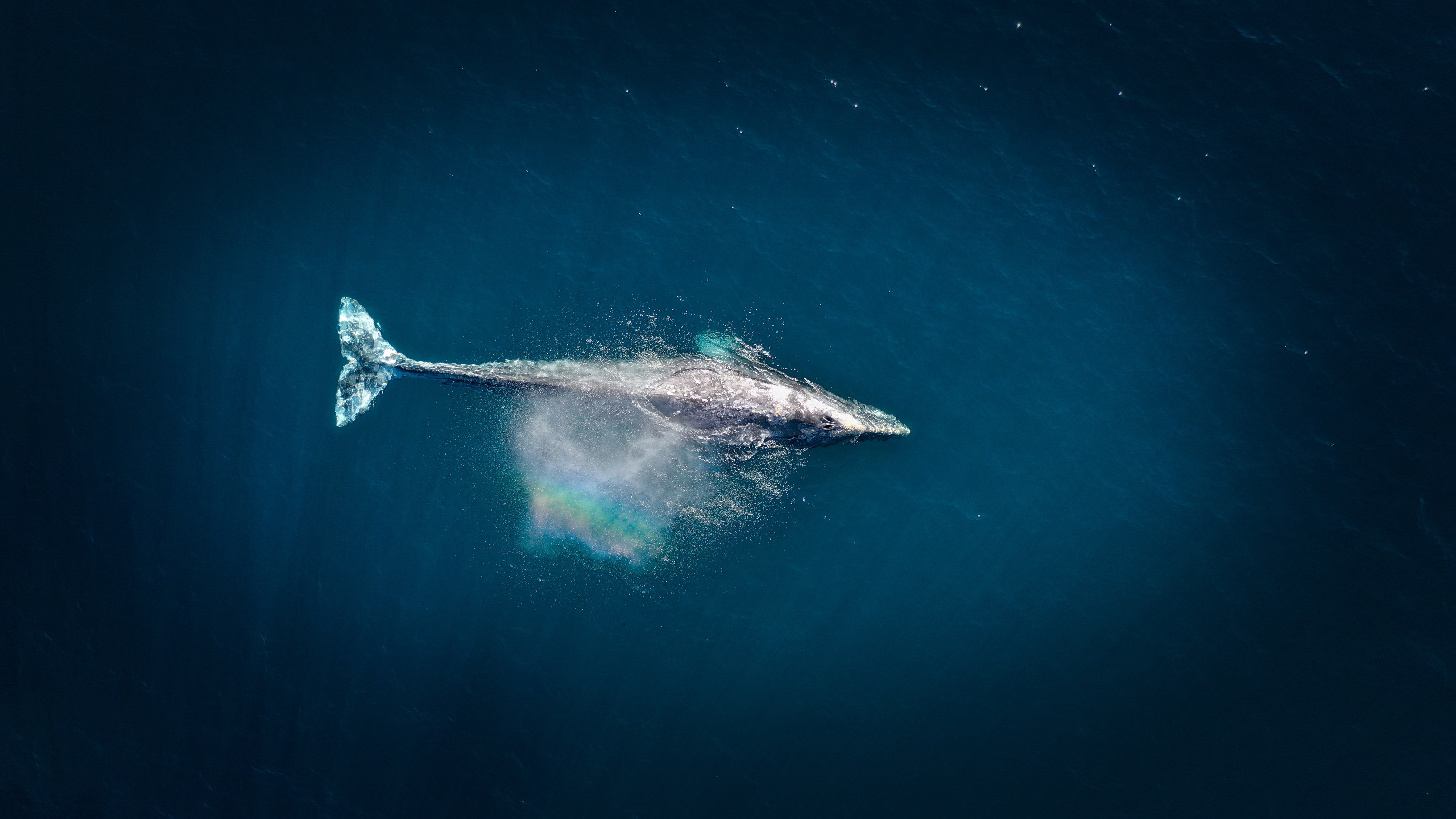 Wonderful whales: blue carbon month week 2
