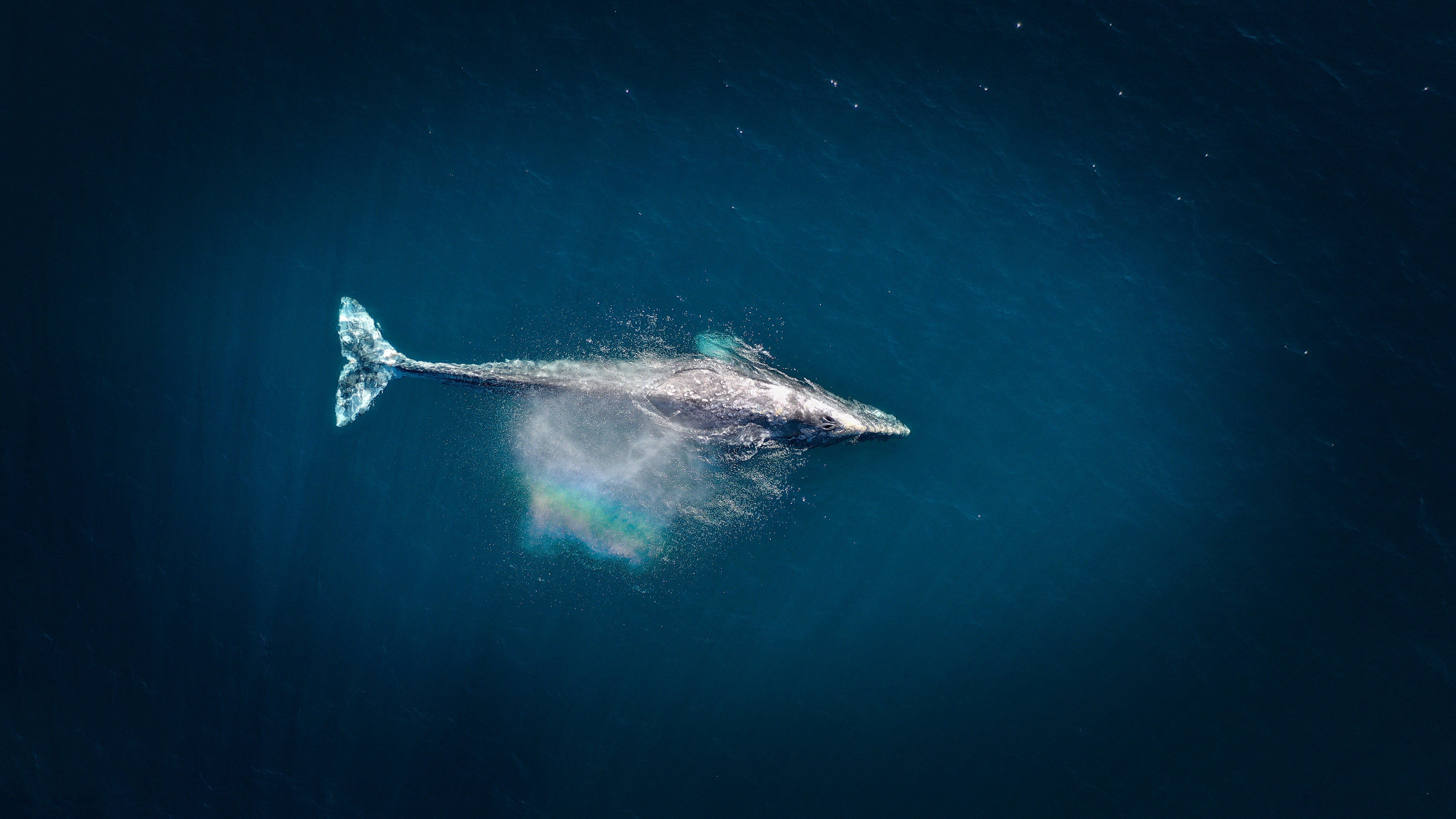 Whale rainbow