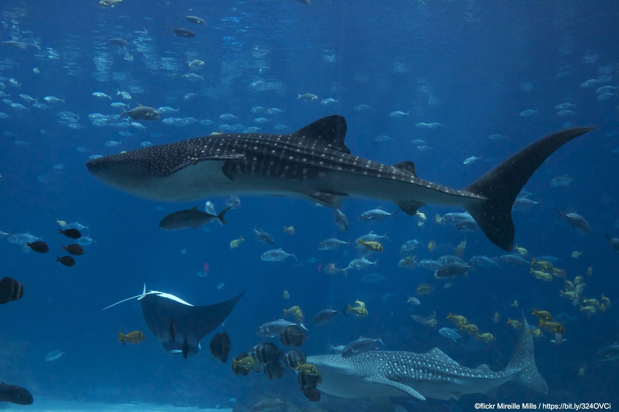 International Whale Shark Day: More Vulnerable than Vicious